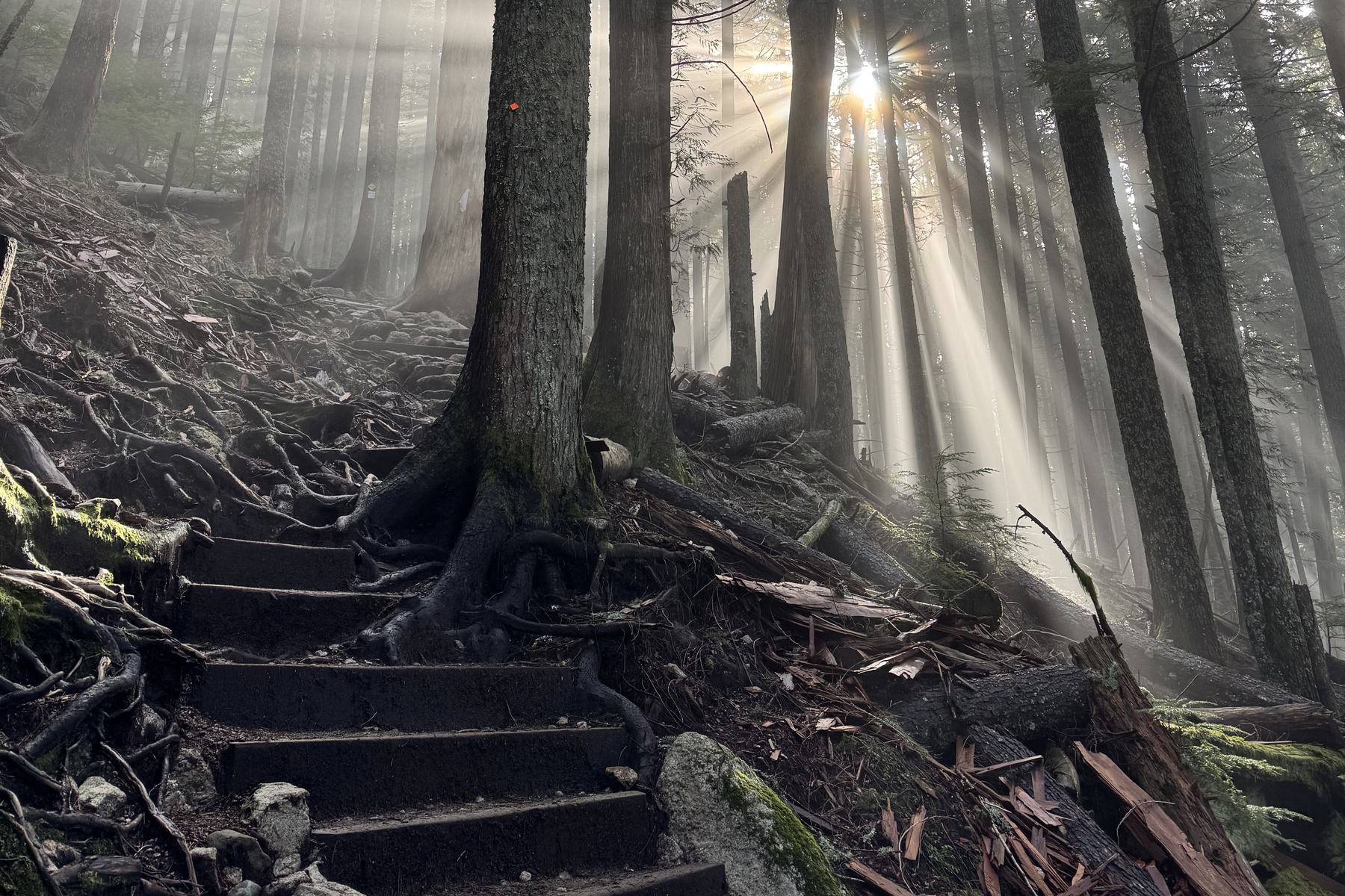 Wooden steps climbing a forest trail, sunlight through the trees
